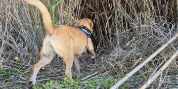 Milena, le ricerche si spostano sempre più a sud