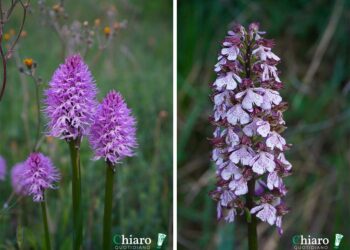 “OrchIdee, bellezze rare in terre uniche”, il corso a Castiglione Messer Marino