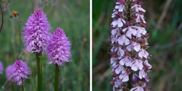 “OrchIdee, bellezze rare in terre uniche”, il corso a Castiglione Messer Marino
