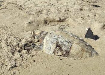 Un’altra tartaruga spiaggiata: è la terza in dieci giorni sul litorale di Vasto