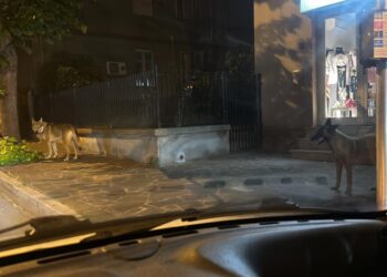 Cani di grossa taglia liberi in strada, almeno due aggressioni nella notte a Vasto