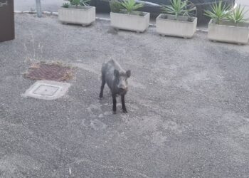 «Cinghiali a Vasto Marina, si faccia una task force per l’abbattimento»