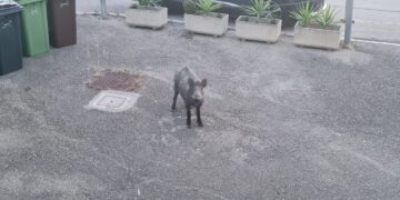 «Cinghiali a Vasto Marina, si faccia una task force per l’abbattimento»