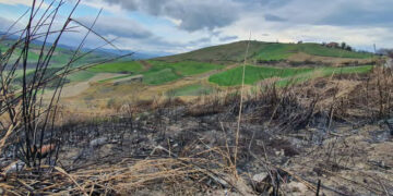 Da sito inquinato a bosco didattico: il progetto di bonifica dell’ex discarica ”Pozzacchio”