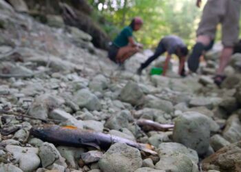 Fiume Verde in agonia: nel tratto completamente asciutto pesci e gamberi morti. Presentato esposto