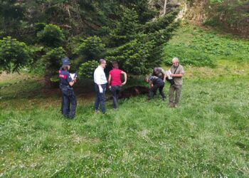 Orso bruno marsicano trovato morto a Scanno, il Parco: «Probabile competizione tra maschi»
