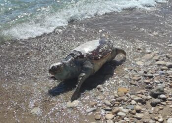 Altra tartaruga morta sul litorale vastese: è la quarta in meno di due mesi