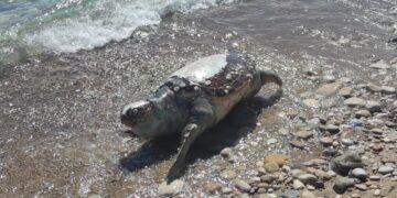 Altra tartaruga morta sul litorale vastese: è la quarta in meno di due mesi