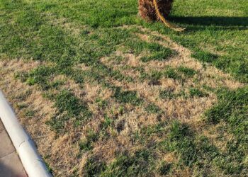 Lungomare Cordella, l’erba ingiallisce ancora: è la seconda volta in tre mesi