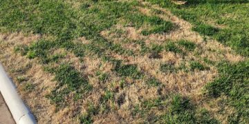 Lungomare Cordella, l’erba ingiallisce ancora: è la seconda volta in tre mesi