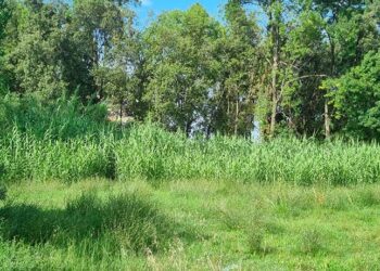 «Verde non curato e rifiuti»: interpellanza sul quartiere Icea di San Salvo Marina