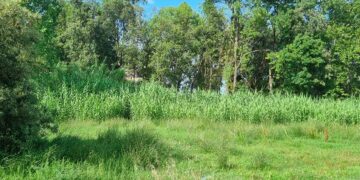 «Verde non curato e rifiuti»: interpellanza sul quartiere Icea di San Salvo Marina