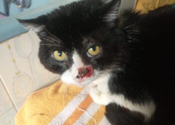 «Papolo non c’è più ma grazie alla clinica che lo ha riempito di attenzioni e delicatezze»