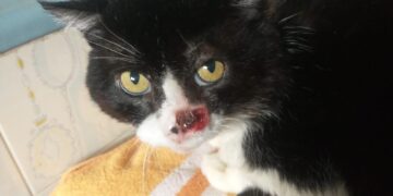 «Papolo non c’è più ma grazie alla clinica che lo ha riempito di attenzioni e delicatezze»