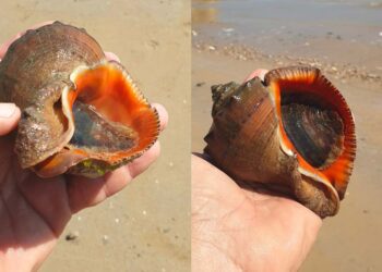 Specie aliene in Adriatico, la rapana venosa sempre più diffusa anche nel mare abruzzese