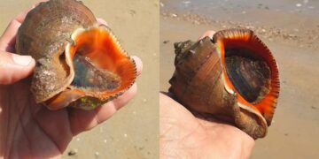Specie aliene in Adriatico, la rapana venosa sempre più diffusa anche nel mare abruzzese
