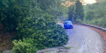 Albero travolge auto, spavento per uno studente irlandese in vacanza