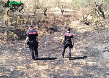 Uso di una saldatrice causa rogo di uliveto, un denunciato per incendio colposo