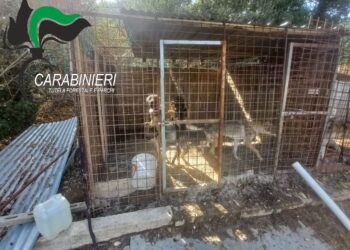 Cani denutriti e in sofferenza, carabinieri forestali denunciano 50enne
