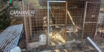 Cani denutriti e in sofferenza, carabinieri forestali denunciano 50enne