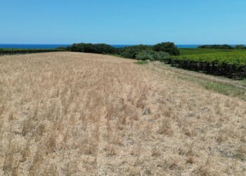 «Olive e uva si stanno seccando, altra annata drammatica per noi agricoltori»
