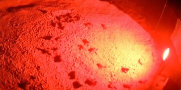 Emozionante schiusa di Caretta Caretta sulla spiaggia di Petacciato: 49 tartarughine prendono il largo