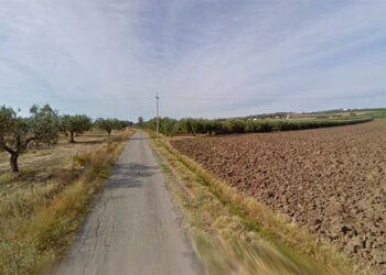 Pannelli solari e carciofi: via libera all’impianto agrivoltaico in contrada Selvotta