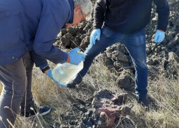Capodogli, ci sono ancora tessuti molli: riesumazione e museo non prima di 5 anni