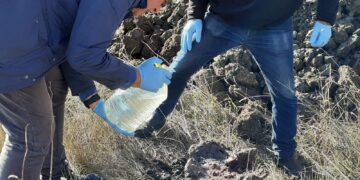 Capodogli, ci sono ancora tessuti molli: riesumazione e museo non prima di 5 anni