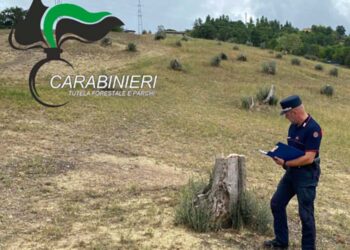 Taglia 11 olivi senza autorizzazione: multa di mille euro ad albero