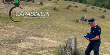 Taglia 11 olivi senza autorizzazione: multa di mille euro ad albero