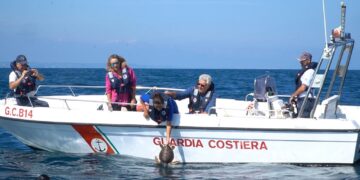 Tartaruga curata riprende a nuotare: il rito del ritorno in mare a 10 anni dai capodogli spiaggiati