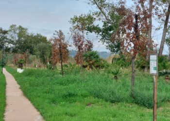 «Ciclabile di Vasto Marina, già secchi 40 alberi piantati pochi mesi fa»