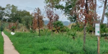 «Ciclabile di Vasto Marina, già secchi 40 alberi piantati pochi mesi fa»