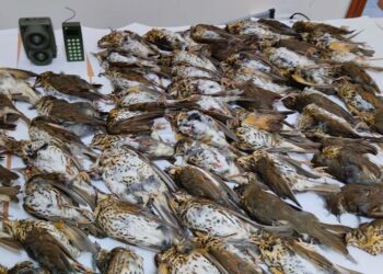 Uccide 66 tordi attirandoli con un richiamo vietato, cacciatore denunciato