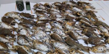 Uccide 66 tordi attirandoli con un richiamo vietato, cacciatore denunciato