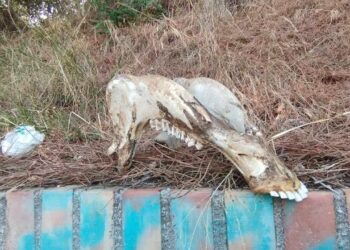 «Carcassa abbandonata da un anno e nessuno la rimuove»