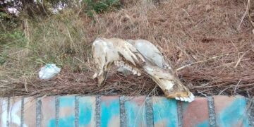 «Carcassa abbandonata da un anno e nessuno la rimuove»