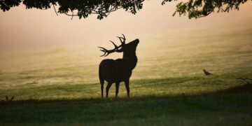 Via libera dal Tar Abruzzo: ok all’abbattimento di 469 cervi, si può sparare dal 14 ottobre