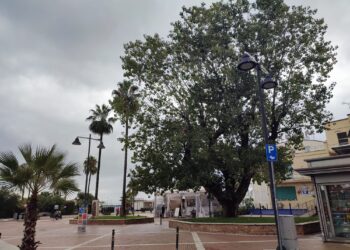 Il pioppo nero è monumentale, una storia iniziata nel 1905. Il ministero: «Allargare l’aiuola»