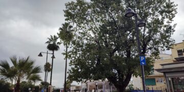 Il pioppo nero è monumentale, una storia iniziata nel 1905. Il ministero: «Allargare l’aiuola»