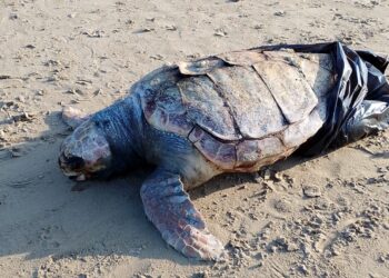 Sulla spiaggia tartaruga morta con le zampe posteriori in un sacchetto dei rifiuti