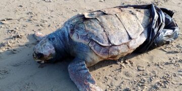 Sulla spiaggia tartaruga morta con le zampe posteriori in un sacchetto dei rifiuti
