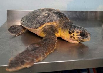 Caretta caretta in difficoltà salvata grazie alla segnalazione di un cittadino