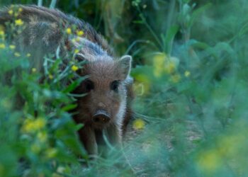 «I fucili non risolvono il problema», il WWF chiede al Comune di non abbattere i cinghiali