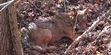 Lupo bloccato da laccio metallico posizionato da bracconieri, liberato da carabinieri forestali