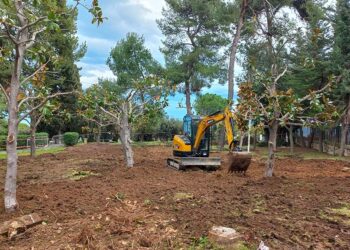 Ampliamento del cimitero, dieci magnolie trapiantate nella villa comunale