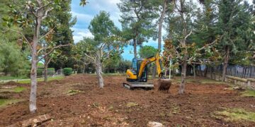 Ampliamento del cimitero, dieci magnolie trapiantate nella villa comunale