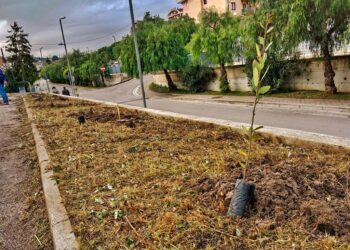 “Piantiamo alberi e Ricicliamo smartphone”, messe a dimora le piante donate dal Lions Club Vasto Host