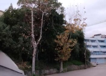 «Ratti e abbandono nell’area verde accanto alla vecchia stazione di Vasto Marina»